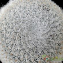 Una foto de Mammillaria supertexta