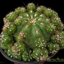 Una foto de Matucana polzii