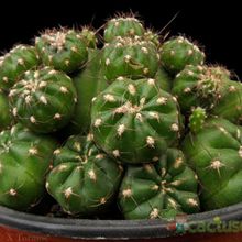 Una foto de Matucana polzii