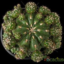 Una foto de Matucana polzii