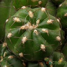 Una foto de Matucana polzii