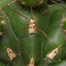 Una foto de Matucana polzii