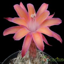 Una foto de Matucana paucicostata