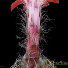 Una foto de Matucana paucicostata
