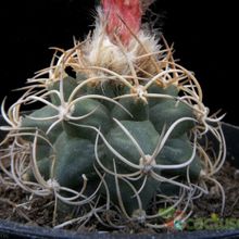 Una foto de Matucana paucicostata