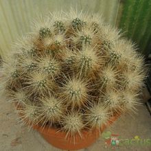A photo of Echinocereus engelmanii