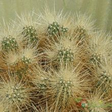 A photo of Echinocereus engelmanii