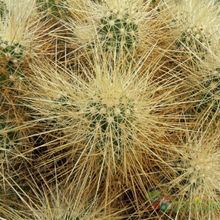 A photo of Echinocereus engelmanii