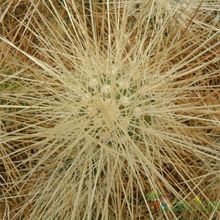 A photo of Echinocereus engelmanii