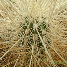 A photo of Echinocereus engelmanii