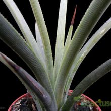 A photo of Agave stricta