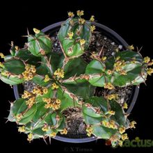 A photo of Euphorbia handiensis