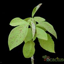 Una foto de Euphorbia umbellata