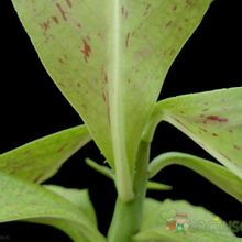 Una foto de Euphorbia umbellata
