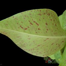 Una foto de Euphorbia umbellata