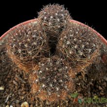 Una foto de Echinopsis tiegeliana