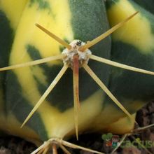 Una foto de Ferocactus diguetii (HIBRIDO) fma. variegada