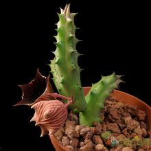 Una foto de Huernia keniensis