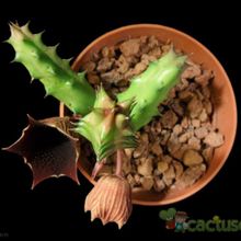 Una foto de Huernia keniensis