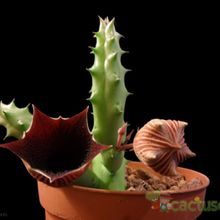 Una foto de Huernia keniensis