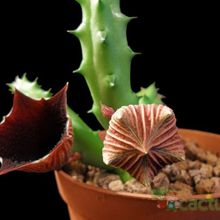 Una foto de Huernia keniensis
