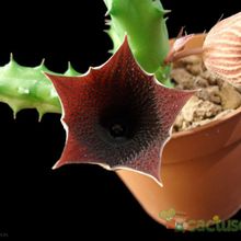 Una foto de Huernia keniensis