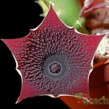 Una foto de Huernia keniensis