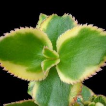 Una foto de Crassula sarmentosa fma. variegada