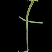 A photo of Opuntia salmiana