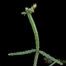 A photo of Opuntia salmiana