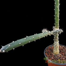 A photo of Opuntia salmiana