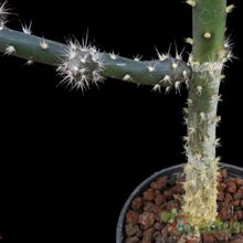 A photo of Opuntia salmiana