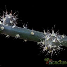 A photo of Opuntia salmiana