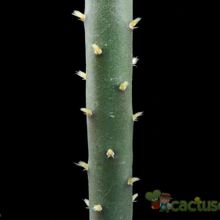 A photo of Opuntia salmiana
