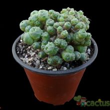 A photo of Mammillaria bocasana cv. FRED