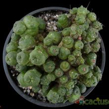A photo of Mammillaria bocasana cv. FRED