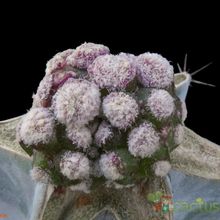 A photo of Mammillaria cv. Strawberry Fields (Miguel Mestre)
