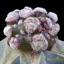 Una foto de Mammillaria cv. Strawberry Fields (Miguel Mestre)