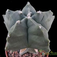 A photo of Astrophytum myriostigma cv. Kikko fma. nudum