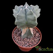A photo of Astrophytum myriostigma cv. Kikko fma. nudum