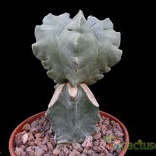 A photo of Astrophytum myriostigma cv. Kikko fma. nudum