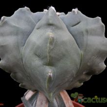 A photo of Astrophytum myriostigma cv. Kikko fma. nudum