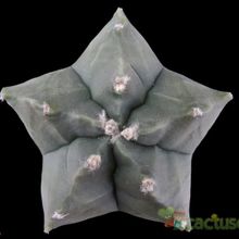 A photo of Astrophytum myriostigma cv. Kikko fma. nudum