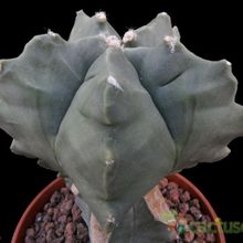 A photo of Astrophytum myriostigma cv. Kikko fma. nudum