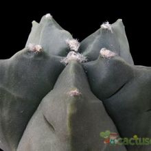 A photo of Astrophytum myriostigma cv. Kikko fma. nudum