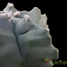 A photo of Astrophytum myriostigma cv. Kikko fma. nudum