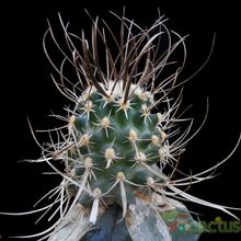 A photo of Sclerocactus papyracanthus