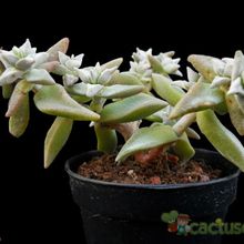 Una foto de Crassula deltoidea  