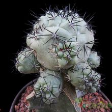 Una foto de Ortegocactus macdougallii