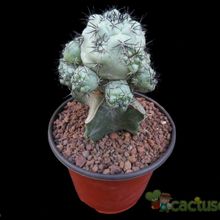 Una foto de Ortegocactus macdougallii